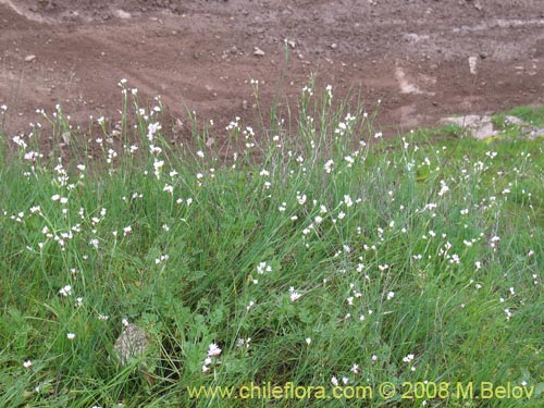 Sisyrinchium junceum ssp. Depauperatum의 사진