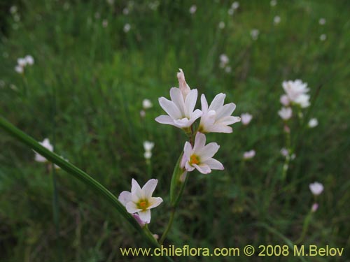 Sisyrinchium junceum ssp. Depauperatumの写真