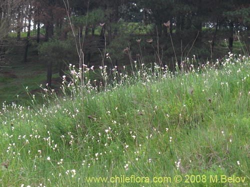 Sisyrinchium junceum ssp. Depauperatumの写真