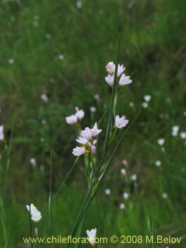 Фотография Sisyrinchium junceum ssp. Depauperatum (). Щелкните, чтобы увеличить вырез.