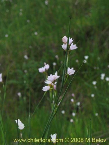 Sisyrinchium junceum ssp. Depauperatumの写真