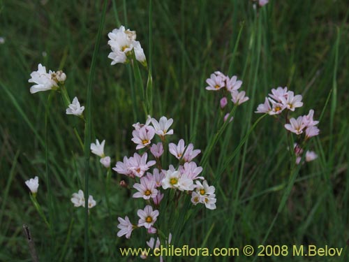 Sisyrinchium junceum ssp. Depauperatum의 사진