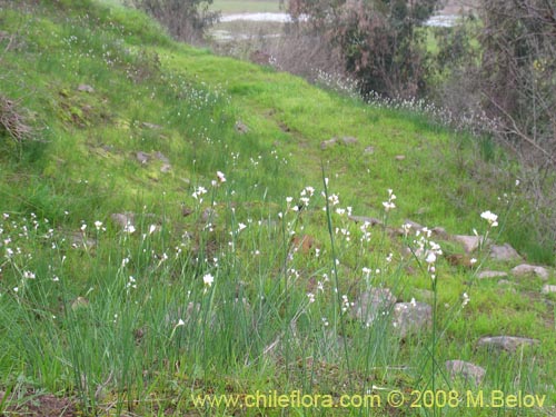 Sisyrinchium junceum ssp. Depauperatumの写真