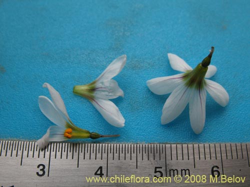 Sisyrinchium junceum ssp. Depauperatum的照片