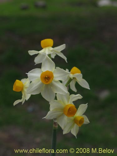 Image of Narcissus tazeta (Junco / narciso). Click to enlarge parts of image.