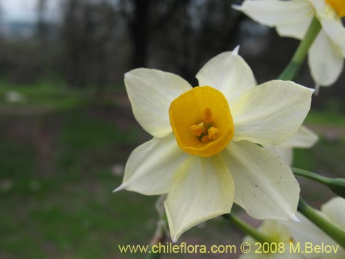 Фотография Narcissus tazeta (Junco / narciso). Щелкните, чтобы увеличить вырез.