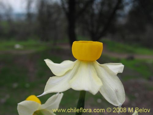 Bild von Narcissus tazeta (Junco / narciso). Klicken Sie, um den Ausschnitt zu vergrössern.
