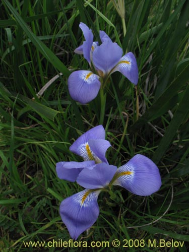 Iris tenax的照片