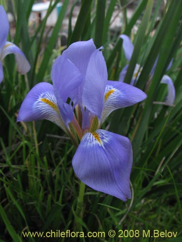 Iris tenax的照片
