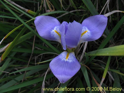 Iris tenax的照片