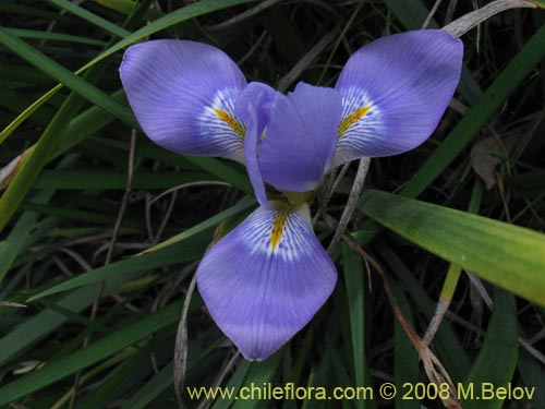 Iris tenax的照片