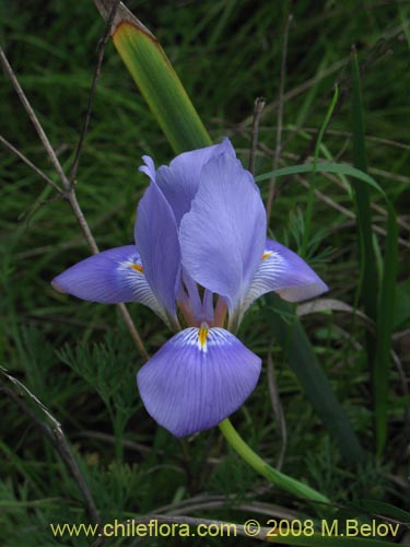 Iris tenax的照片