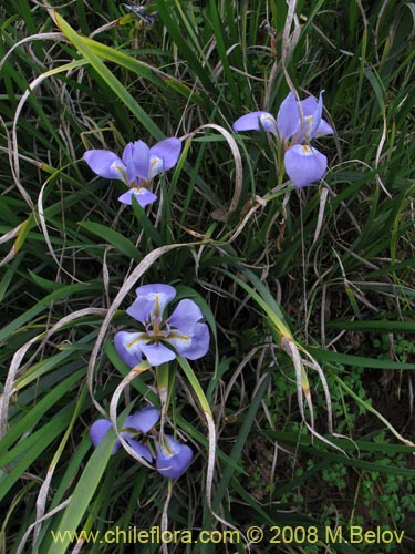 Iris tenax의 사진