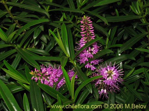 Фотография Hebe salicifolia (verónica común). Щелкните, чтобы увеличить вырез.