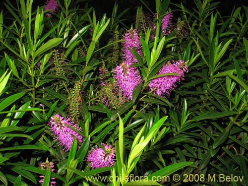 Imágen de Hebe salicifolia (verónica común). Haga un clic para aumentar parte de imágen.