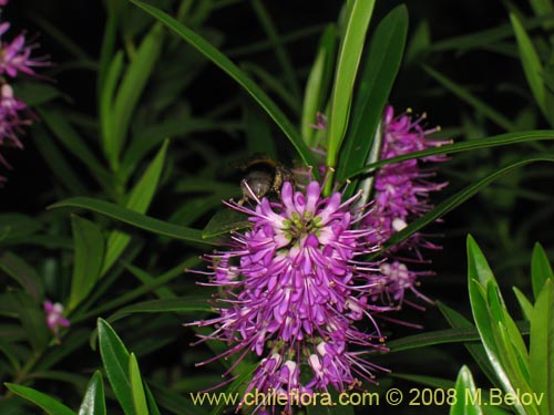 Imágen de Hebe salicifolia (verónica común). Haga un clic para aumentar parte de imágen.