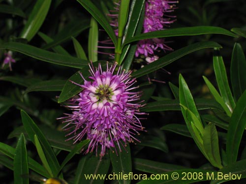 Фотография Hebe salicifolia (verónica común). Щелкните, чтобы увеличить вырез.