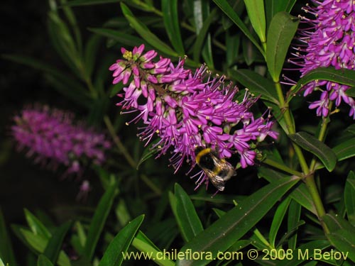 Image of Hebe salicifolia (verónica común). Click to enlarge parts of image.