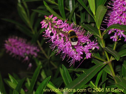 Фотография Hebe salicifolia (verónica común). Щелкните, чтобы увеличить вырез.