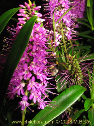 Imágen de Hebe salicifolia (verónica común). Haga un clic para aumentar parte de imágen.