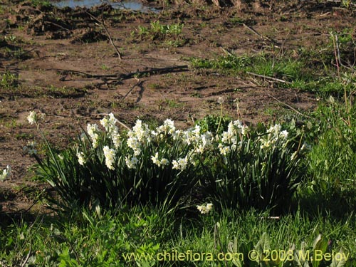 Bild von Narcissus tazetta subsp. italicus (Junco / narciso). Klicken Sie, um den Ausschnitt zu vergrössern.