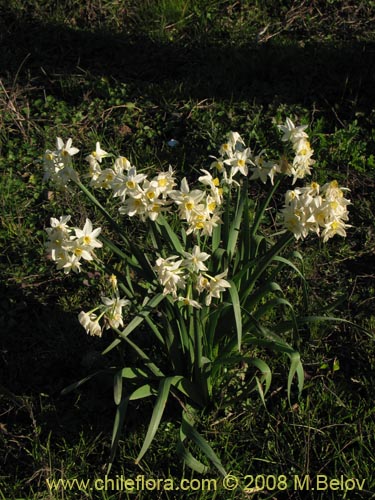 Bild von Narcissus tazetta subsp. italicus (Junco / narciso). Klicken Sie, um den Ausschnitt zu vergrössern.