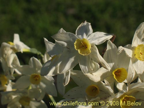 Bild von Narcissus tazetta subsp. italicus (Junco / narciso). Klicken Sie, um den Ausschnitt zu vergrössern.