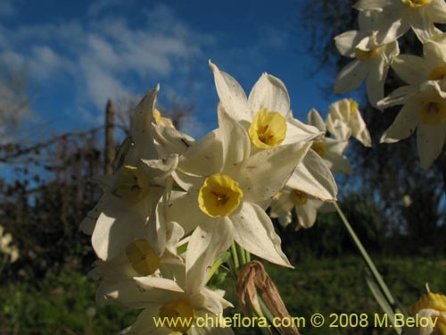 Narcissus tazetta subsp. italicus의 사진