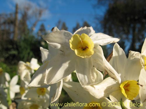 Image of Narcissus tazetta subsp. italicus (Junco / narciso). Click to enlarge parts of image.