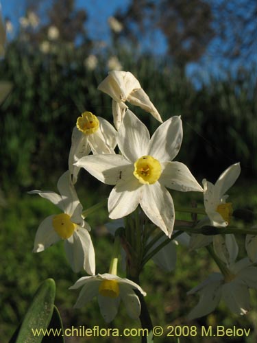 Bild von Narcissus tazetta subsp. italicus (Junco / narciso). Klicken Sie, um den Ausschnitt zu vergrössern.