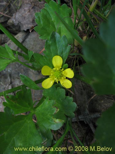 Image of Ranunculus muricatus (Botón de oro / Ensalada de ranas / Pata de gallo). Click to enlarge parts of image.