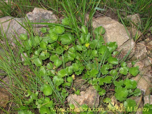 Bild von Ranunculus muricatus (Botón de oro / Ensalada de ranas / Pata de gallo). Klicken Sie, um den Ausschnitt zu vergrössern.