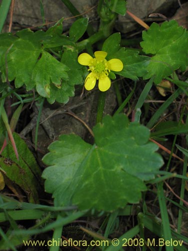 Image of Ranunculus muricatus (Botón de oro / Ensalada de ranas / Pata de gallo). Click to enlarge parts of image.