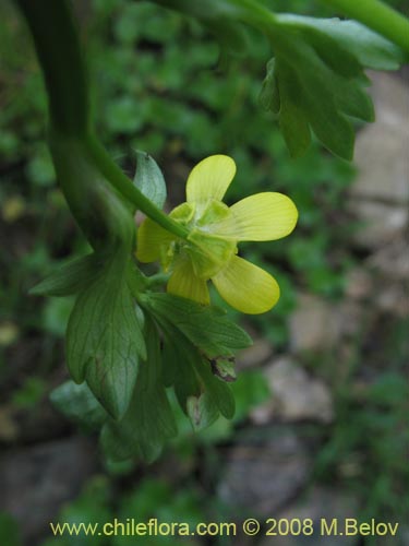 Ranunculus muricatus的照片