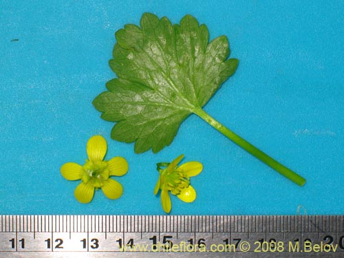 Image of Ranunculus muricatus (Bot�n de oro/Ensalada de ranas/Pata de gallo)