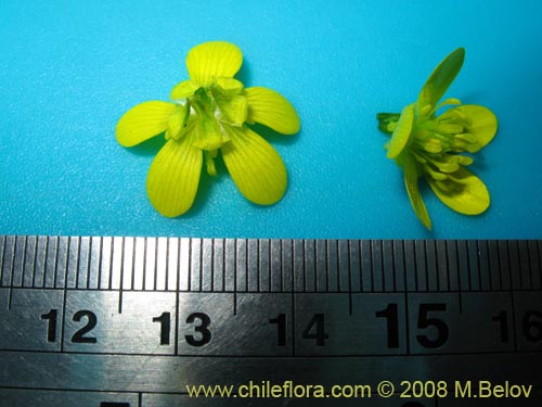 Фотография Ranunculus muricatus (Botón de oro/Ensalada de ranas/Pata de gallo)