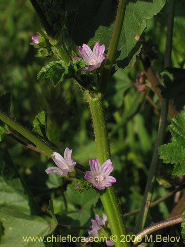 Imágen de Geranium sp. #1219 (). Haga un clic para aumentar parte de imágen.