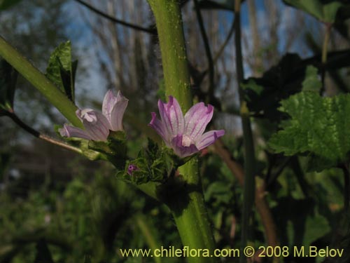 Geranium sp. #1219的照片