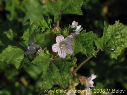 Image of Geranium sp. #1219 (). Click to enlarge parts of image.