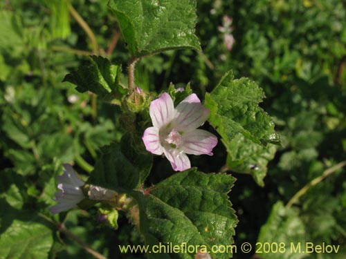 Bild von Geranium sp. #1219 (). Klicken Sie, um den Ausschnitt zu vergrössern.