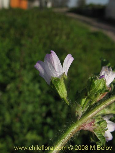 Bild von Geranium sp. #1219 (). Klicken Sie, um den Ausschnitt zu vergrössern.