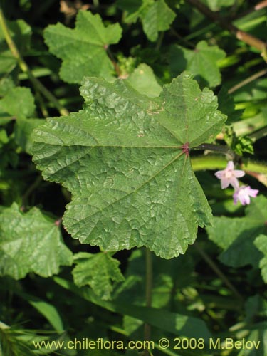 Imágen de Geranium sp. #1219 (). Haga un clic para aumentar parte de imágen.