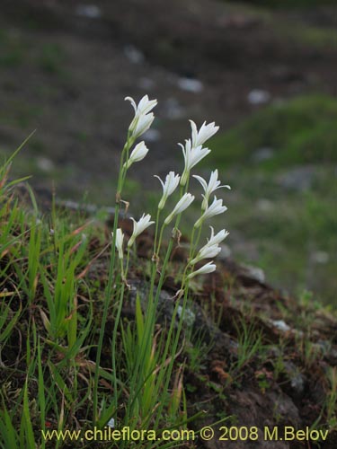 Image of Allium neapolitanum (Lagrimas de la virgen). Click to enlarge parts of image.