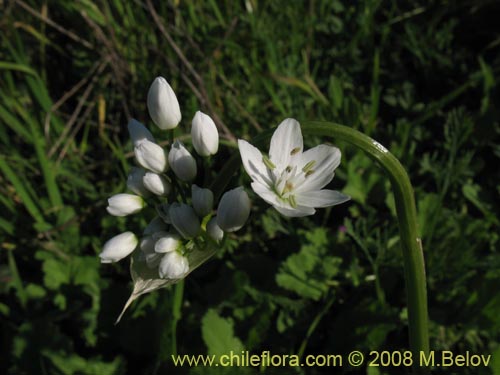 Allium neapolitanum의 사진