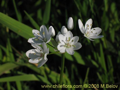 Фотография Allium neapolitanum (Lagrimas de la virgen). Щелкните, чтобы увеличить вырез.