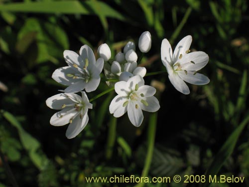 Фотография Allium neapolitanum (Lagrimas de la virgen). Щелкните, чтобы увеличить вырез.