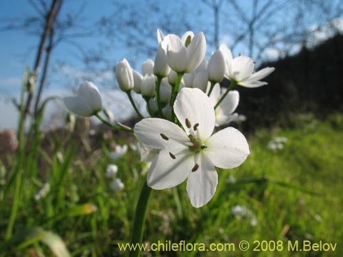 Фотография Allium neapolitanum (Lagrimas de la virgen). Щелкните, чтобы увеличить вырез.