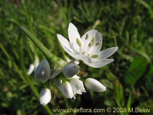 Фотография Allium neapolitanum (Lagrimas de la virgen). Щелкните, чтобы увеличить вырез.