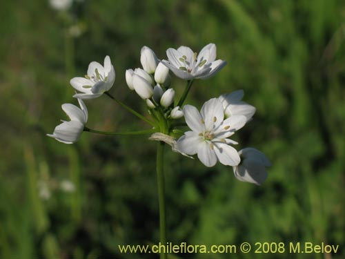 Фотография Allium neapolitanum (Lagrimas de la virgen). Щелкните, чтобы увеличить вырез.