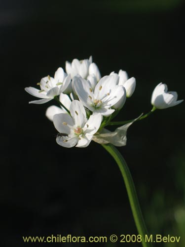 Фотография Allium neapolitanum (Lagrimas de la virgen). Щелкните, чтобы увеличить вырез.